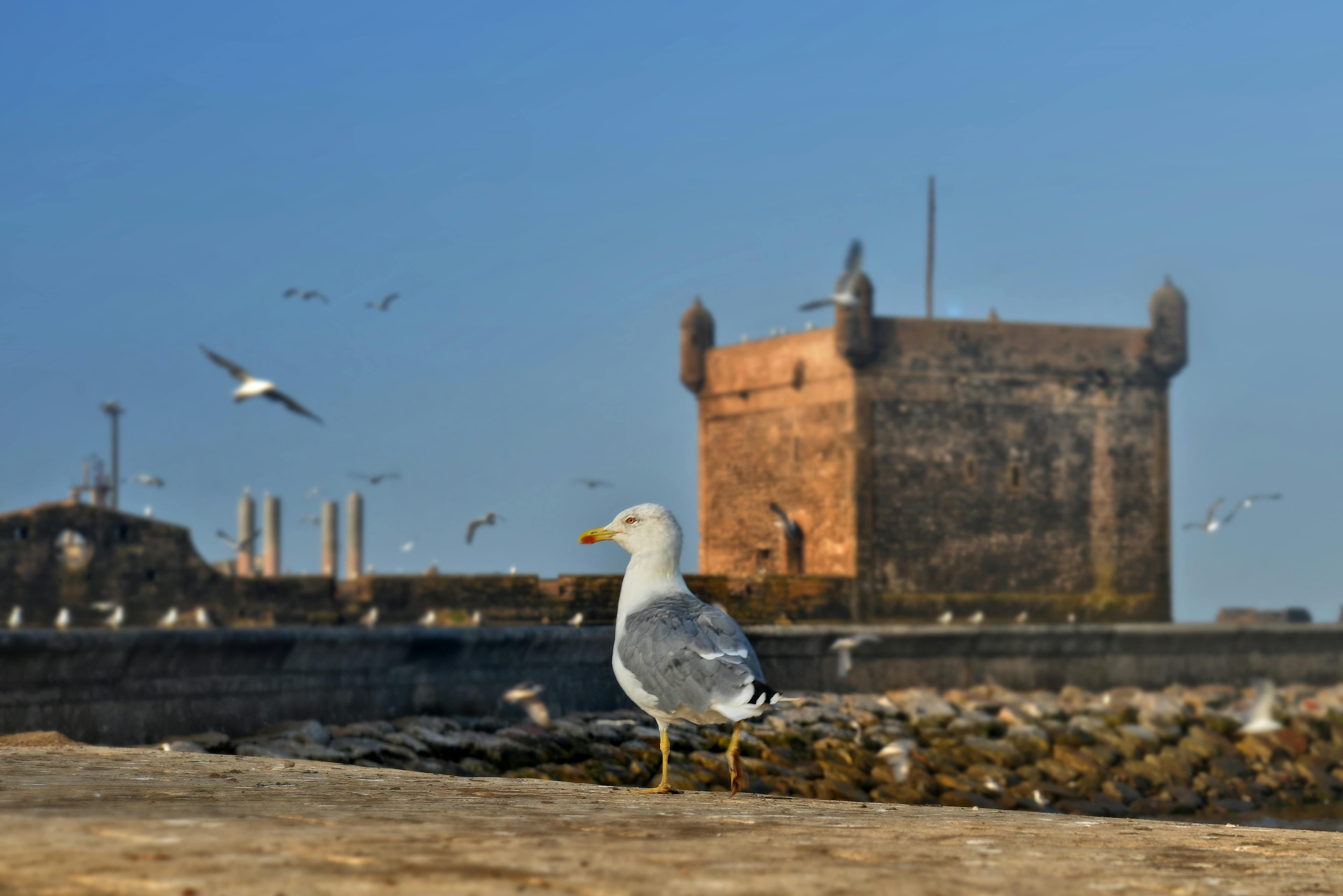 Essaouira